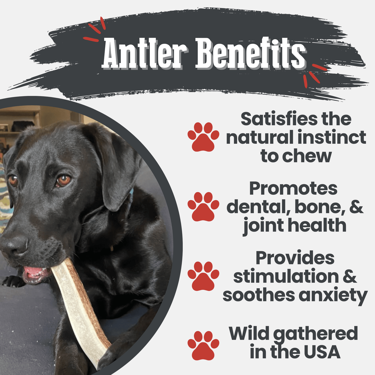 Dog chewing on an antler with text about antler benefits on a white background