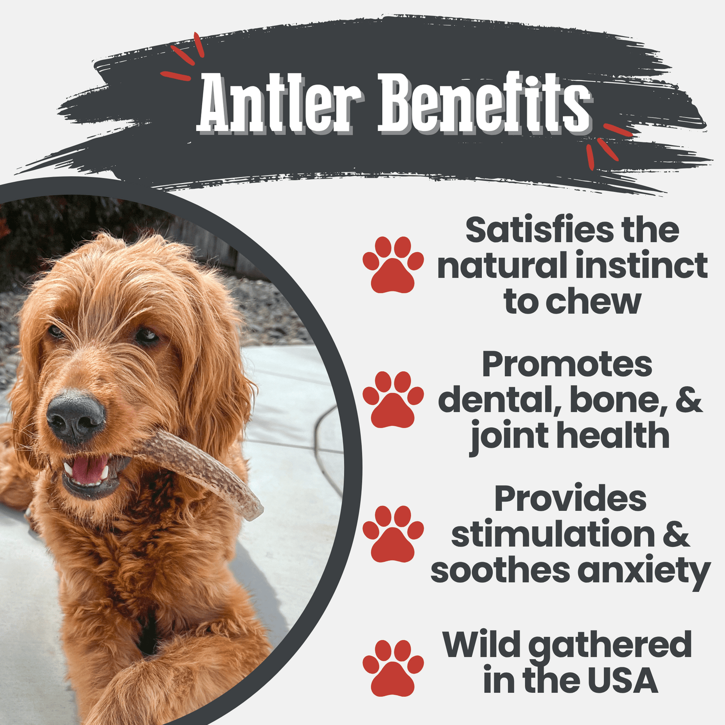 Dog chewing on an antler with text about antler benefits on a white background