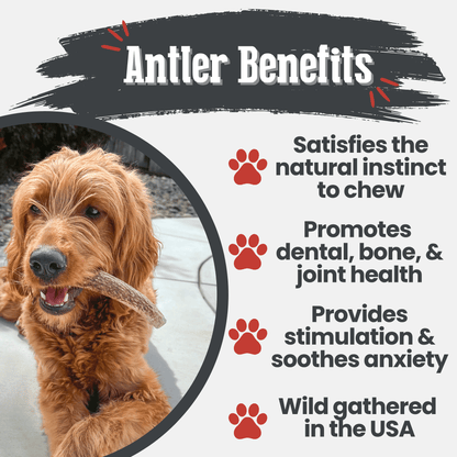 Dog chewing on an antler with text about antler benefits on a white background