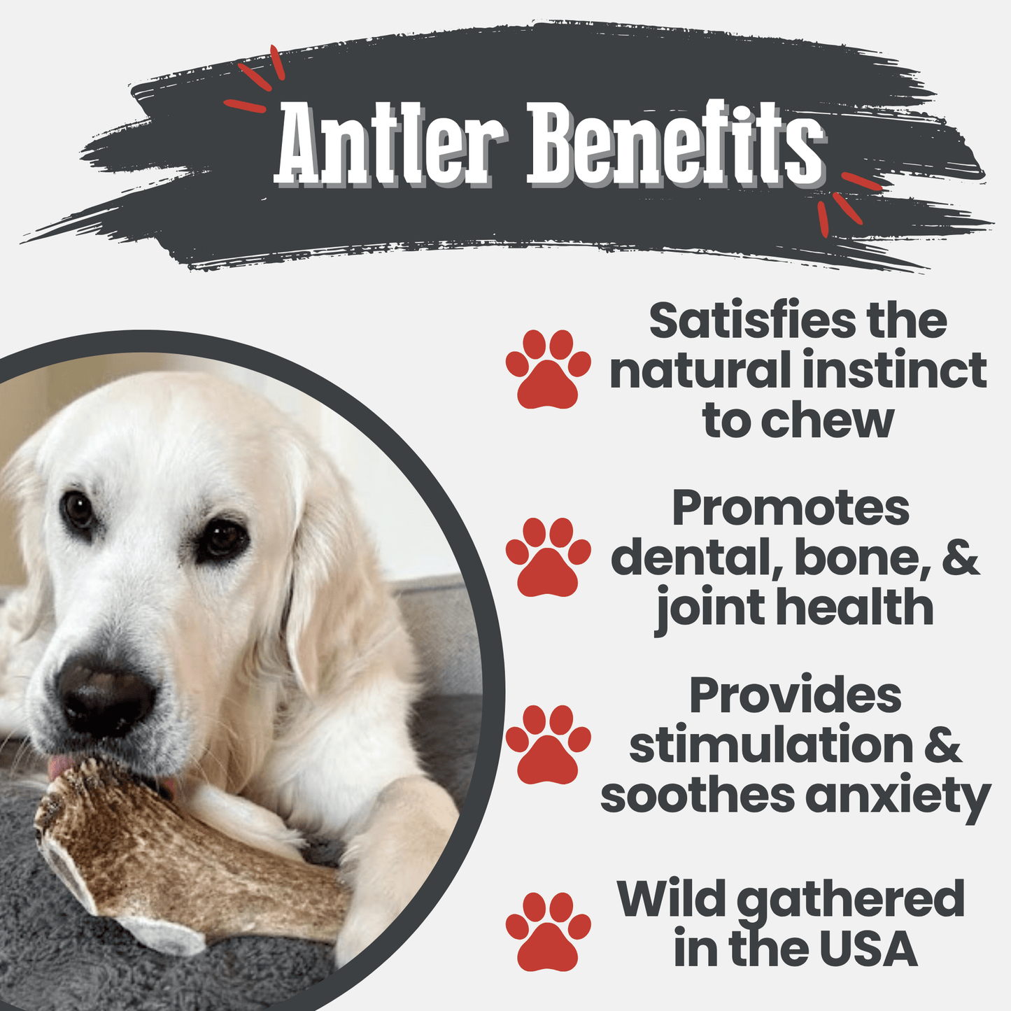 Dog chewing on an antler with text about antler benefits for dogs.