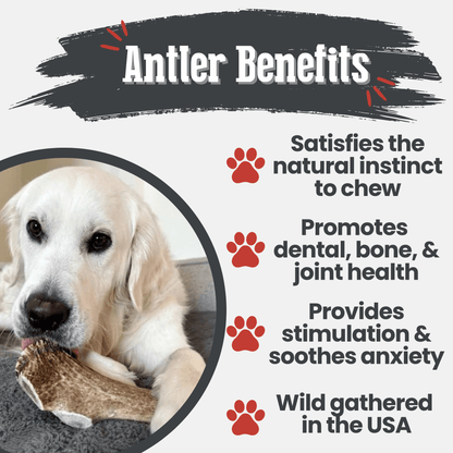 Dog chewing on an antler with text about antler benefits for dogs.