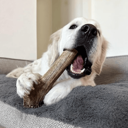 Dog chewing on a wooden stick toy on a couch