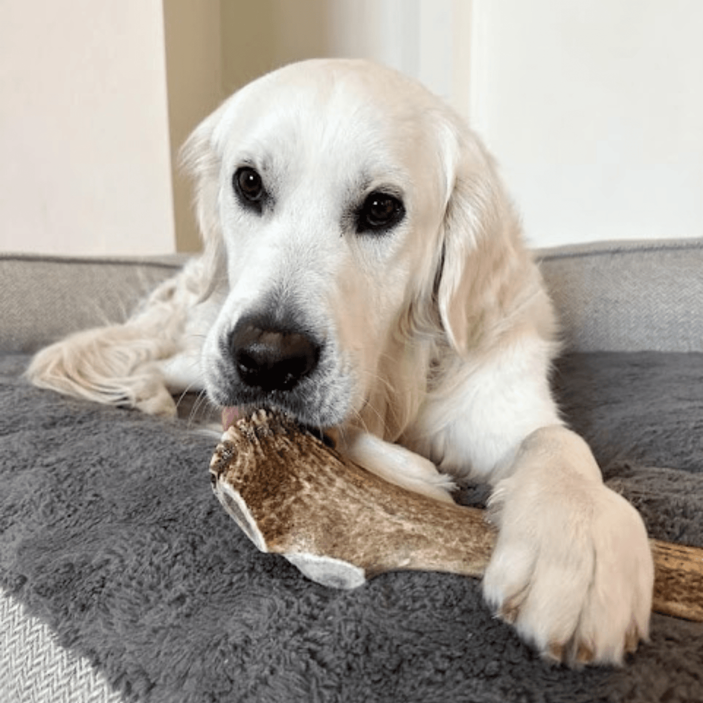 Dog chewing on a bone-shaped toy on a gray cushion