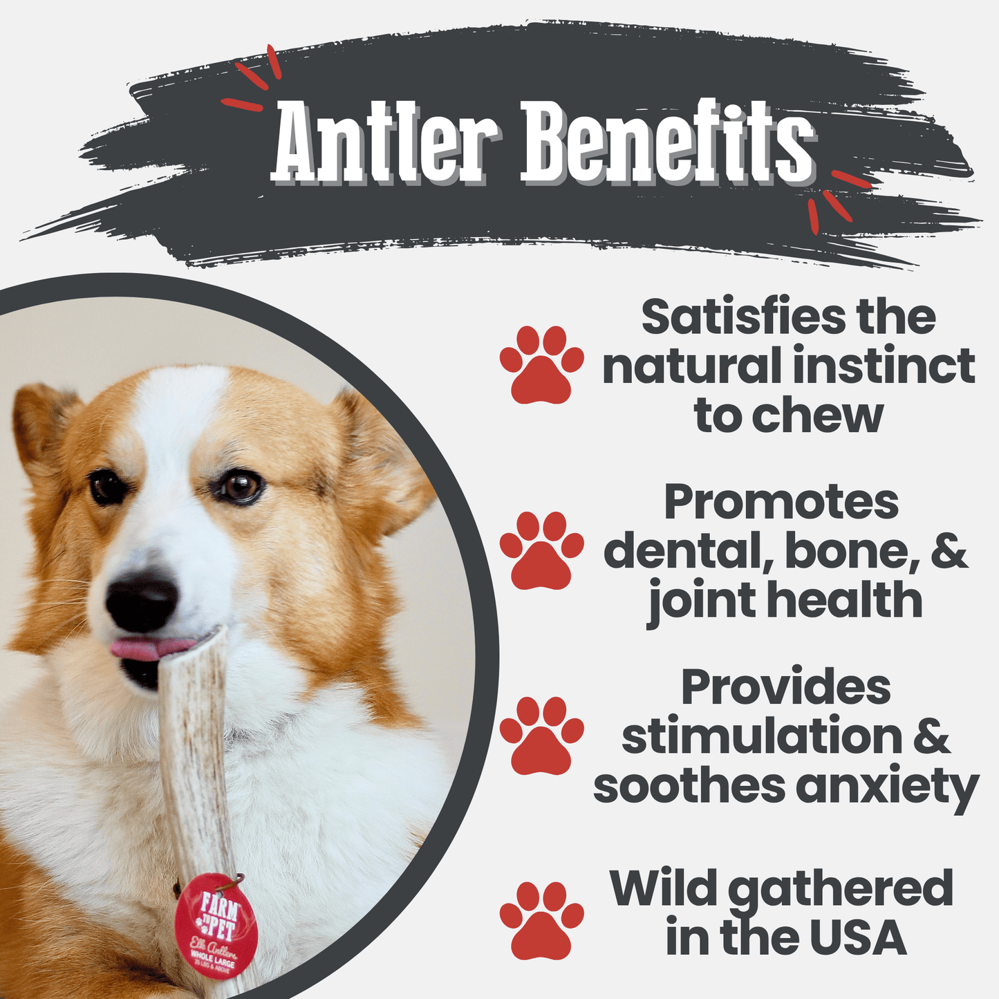 Dog with a product label and text about antler benefits for dogs.
