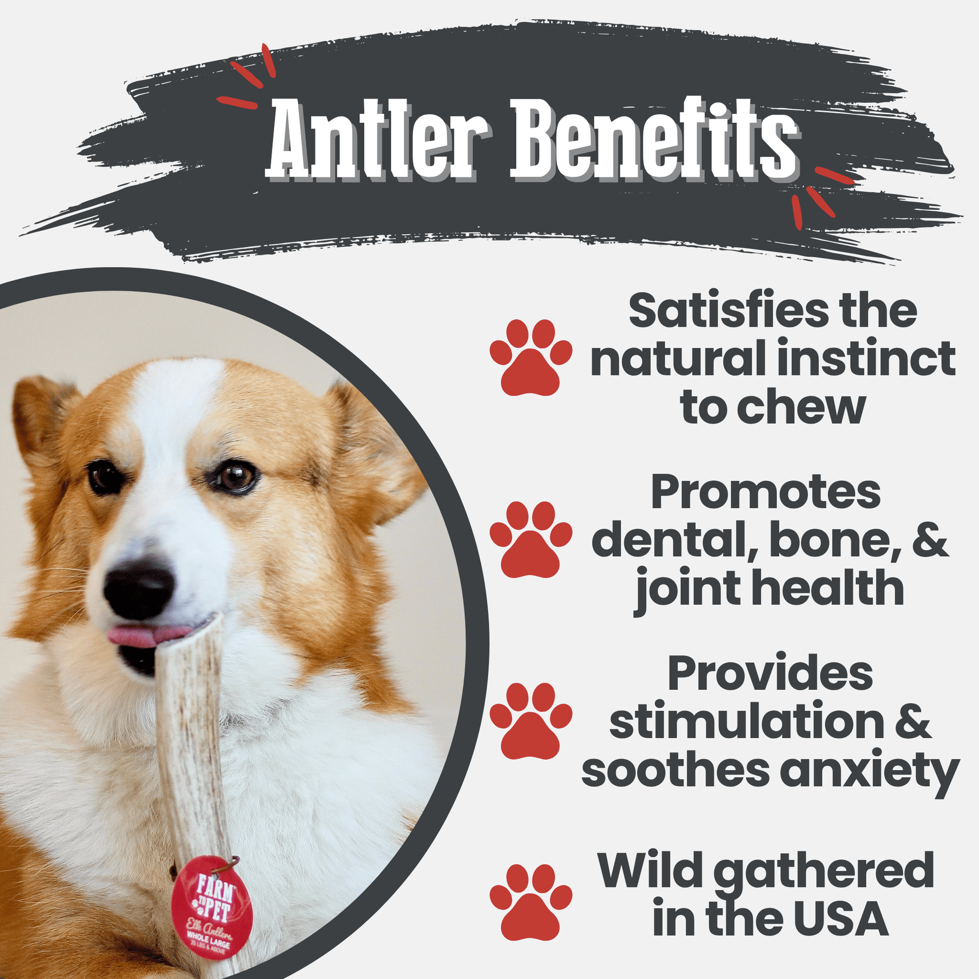 Dog with a product label and text about antler benefits for dogs.