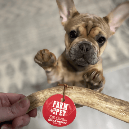 Puppy holding a branch with a 'Farm Pet' tag on a blurred background