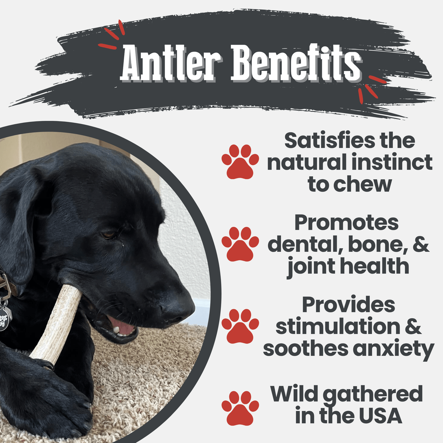 Dog chewing on a bone with text about antler benefits for dogs.