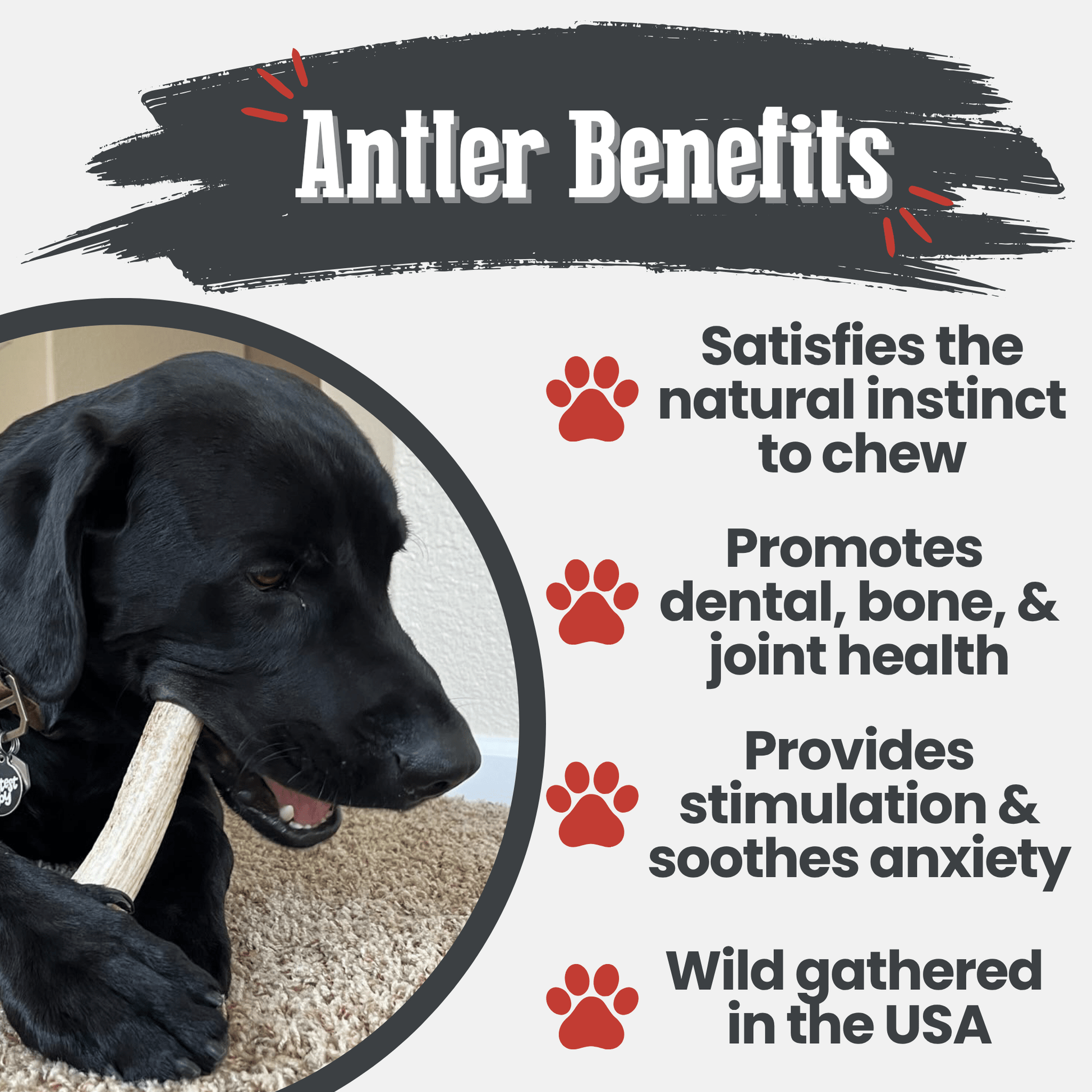 Dog chewing on a bone with text about antler benefits for dogs.