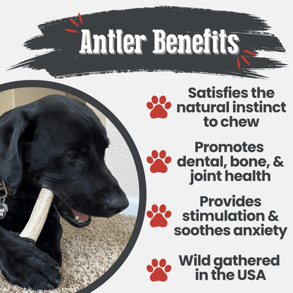 Dog chewing on a bone with text about antler benefits for dogs.