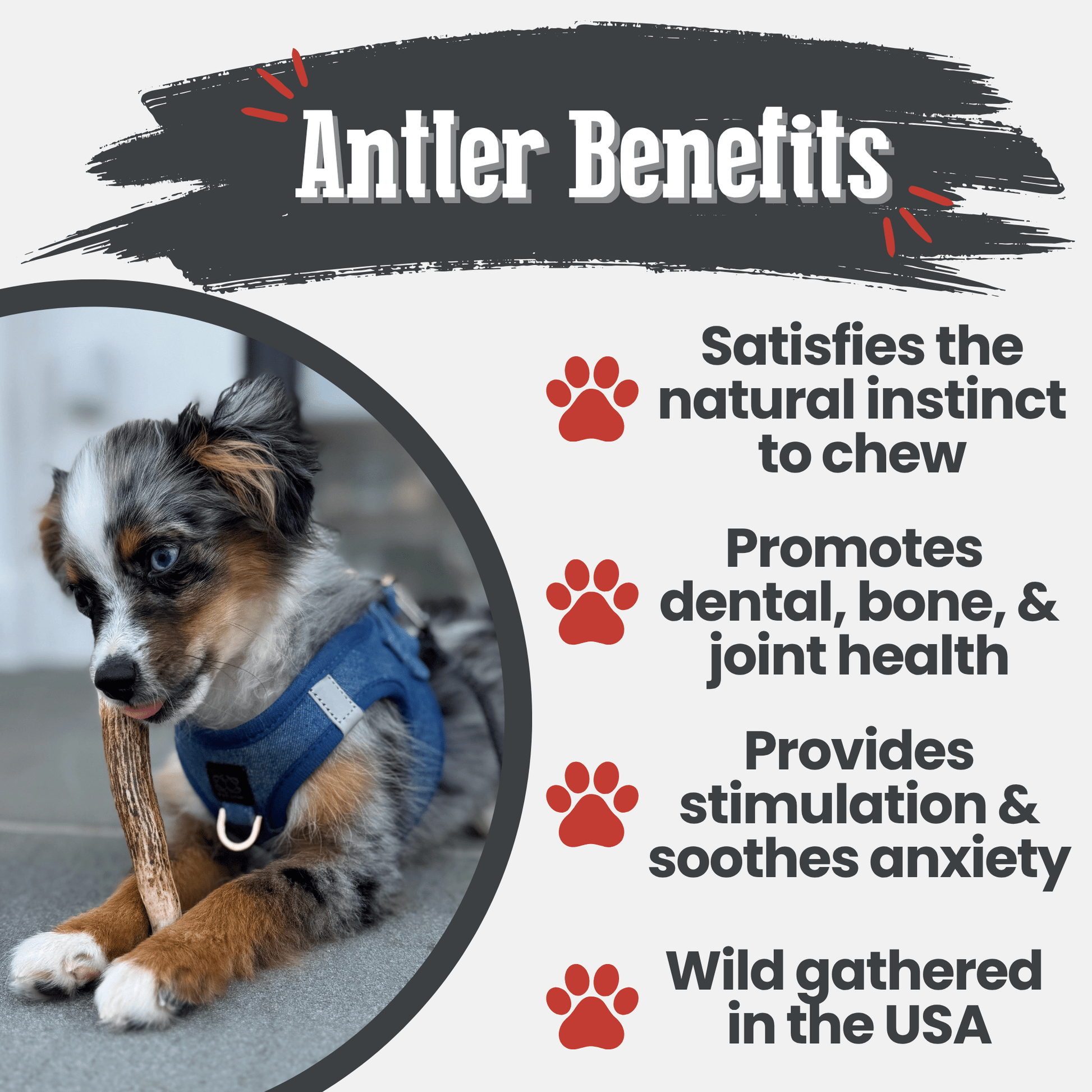 Farm To Pet Elk Antler Dog Chews – Organic Dog Chew Non Splintering Dog Bone Elk Antler Whole Small Antlers for Dogs Benefits