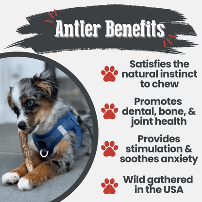 Farm To Pet Elk Antler Dog Chews – Organic Dog Chew Non Splintering Dog Bone Elk Antler Whole Small Antlers for Dogs Benefits