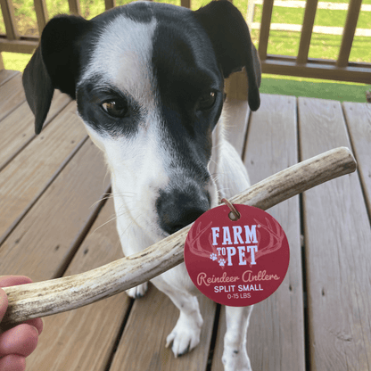 Farm To Pet Reindeer Antler Dog Chews – Organic Dog Chew Non Splintering Dog Bone Reindeer Antler Split Small3