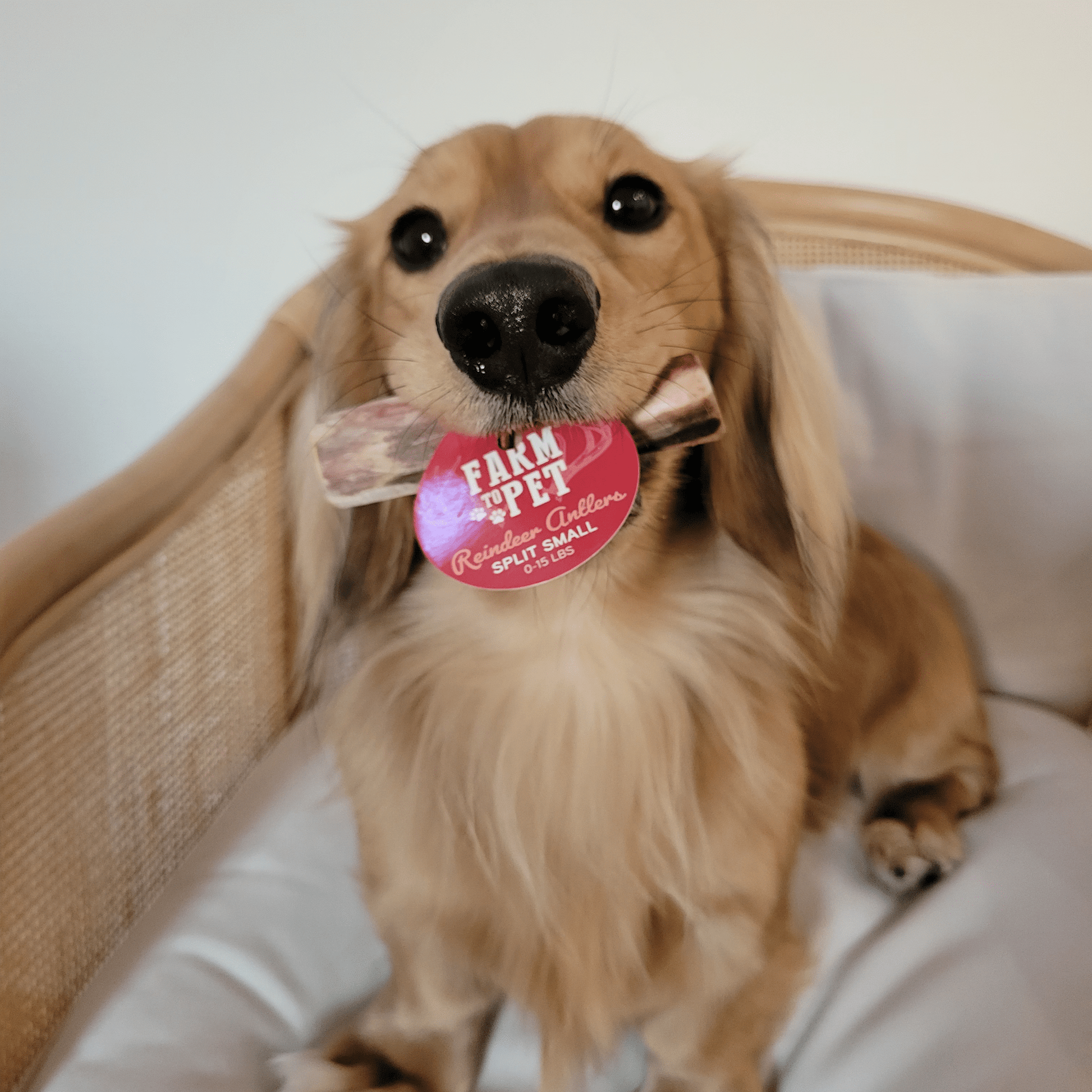 Farm To Pet Reindeer Antler Dog Chews – Organic Dog Chew Non Splintering Dog Bone Reindeer Antler Split Small dog