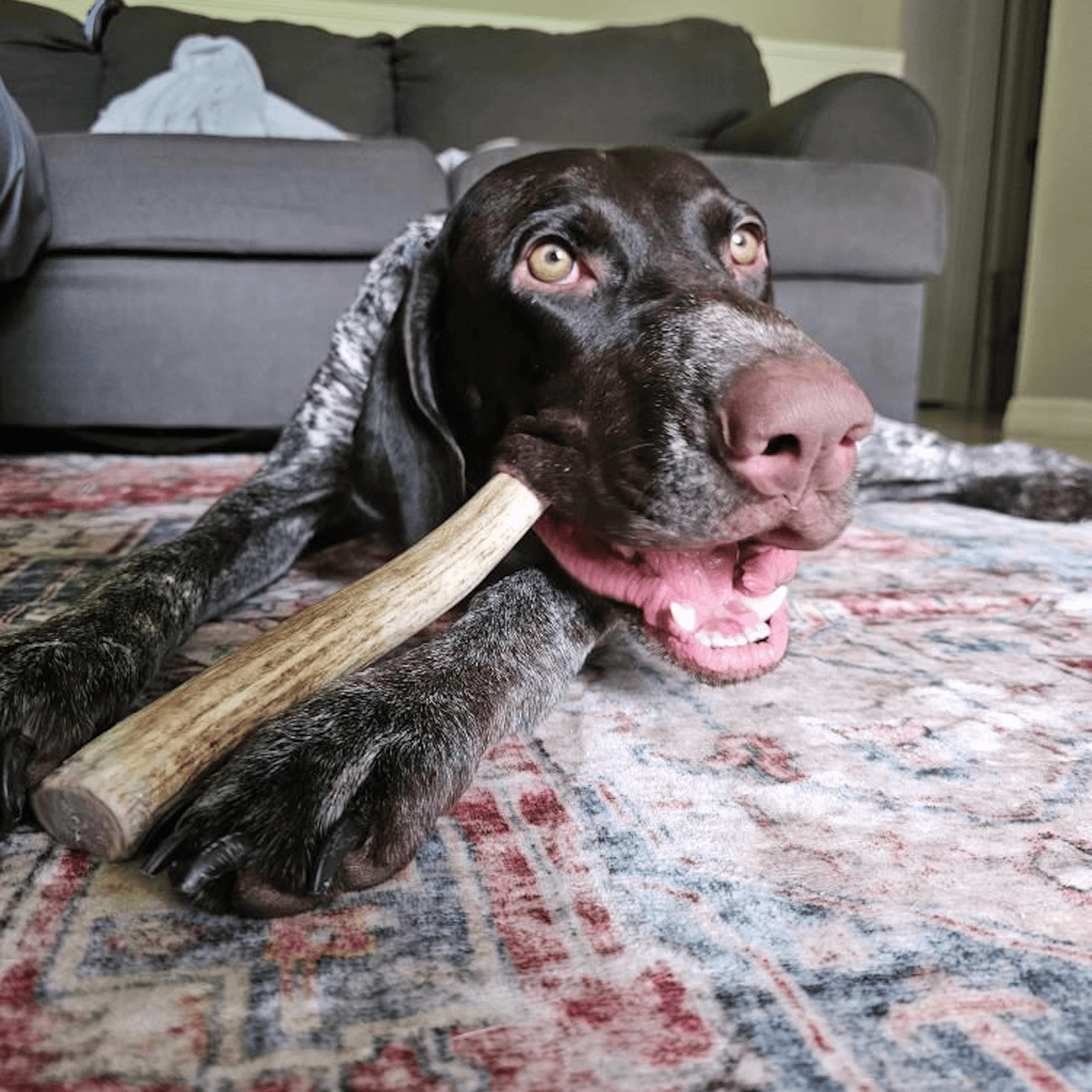 Dog holding a wooden stick on a patterned rug with a gray couch in the background