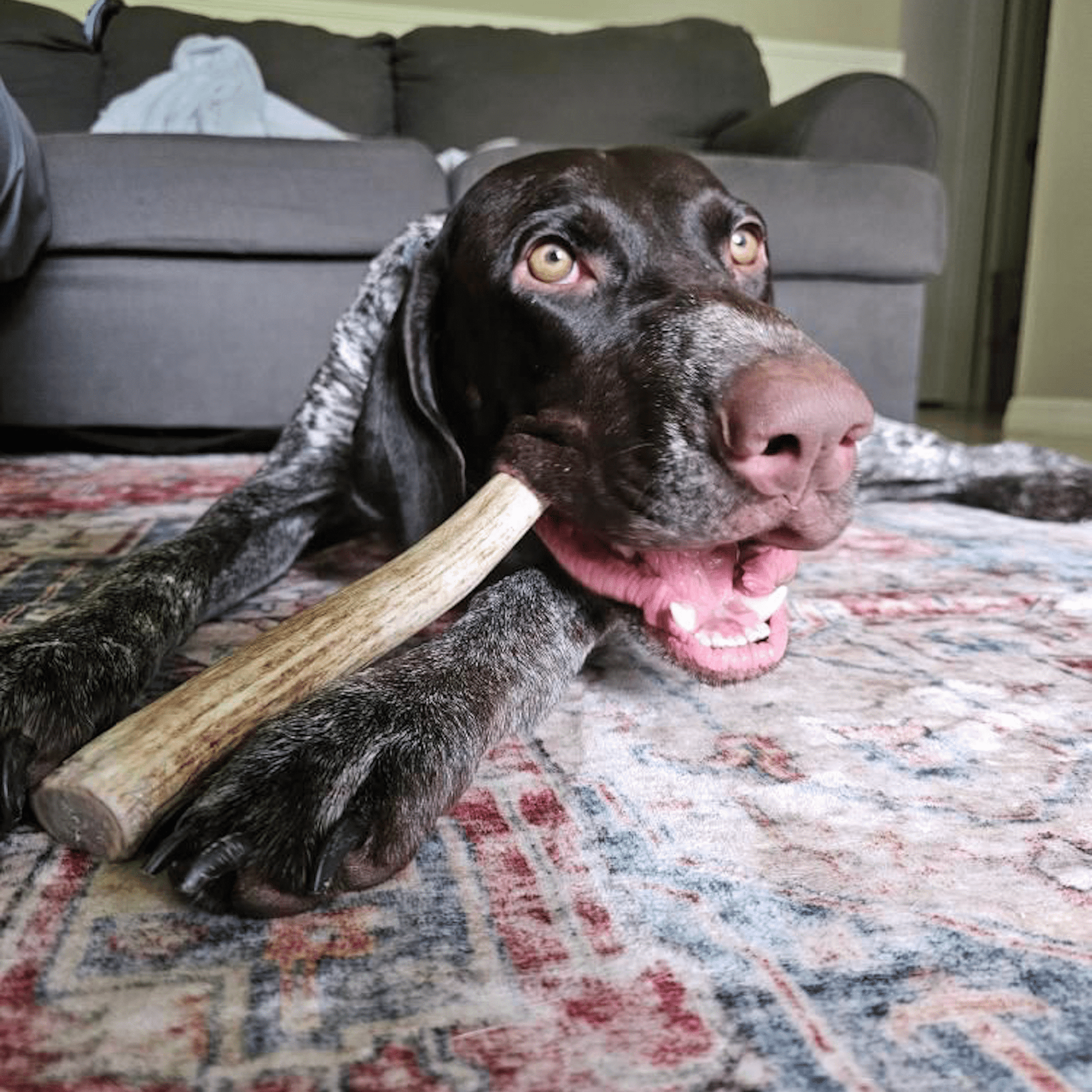 Dog holding a wooden stick on a patterned rug with a gray couch in the background