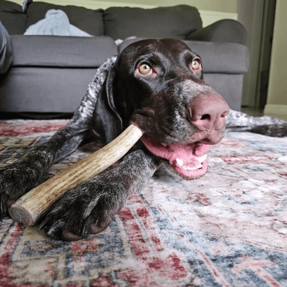 Dog holding a wooden stick on a patterned rug with a gray couch in the background