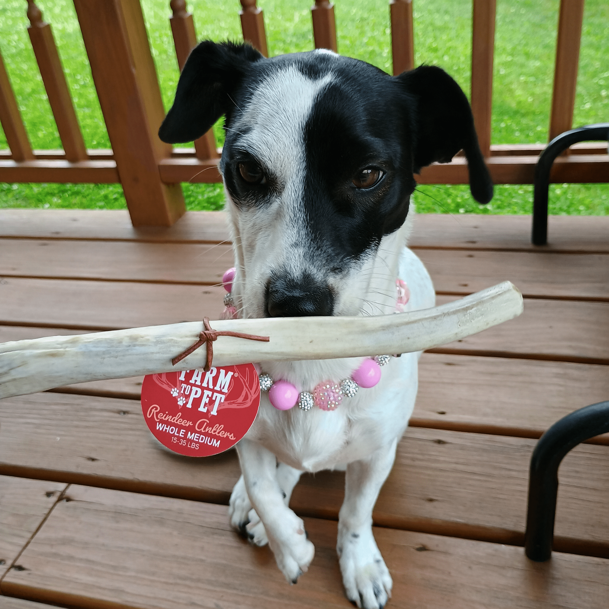 Dog holding a large bone on a wooden deck with a grassy area in the background