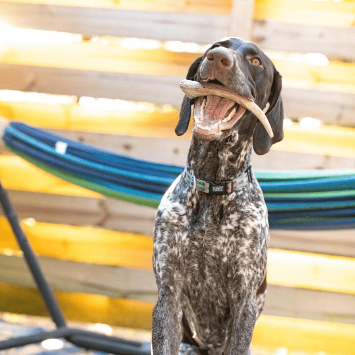 Dog with a chew toy in its mouth against a colorful outdoor background