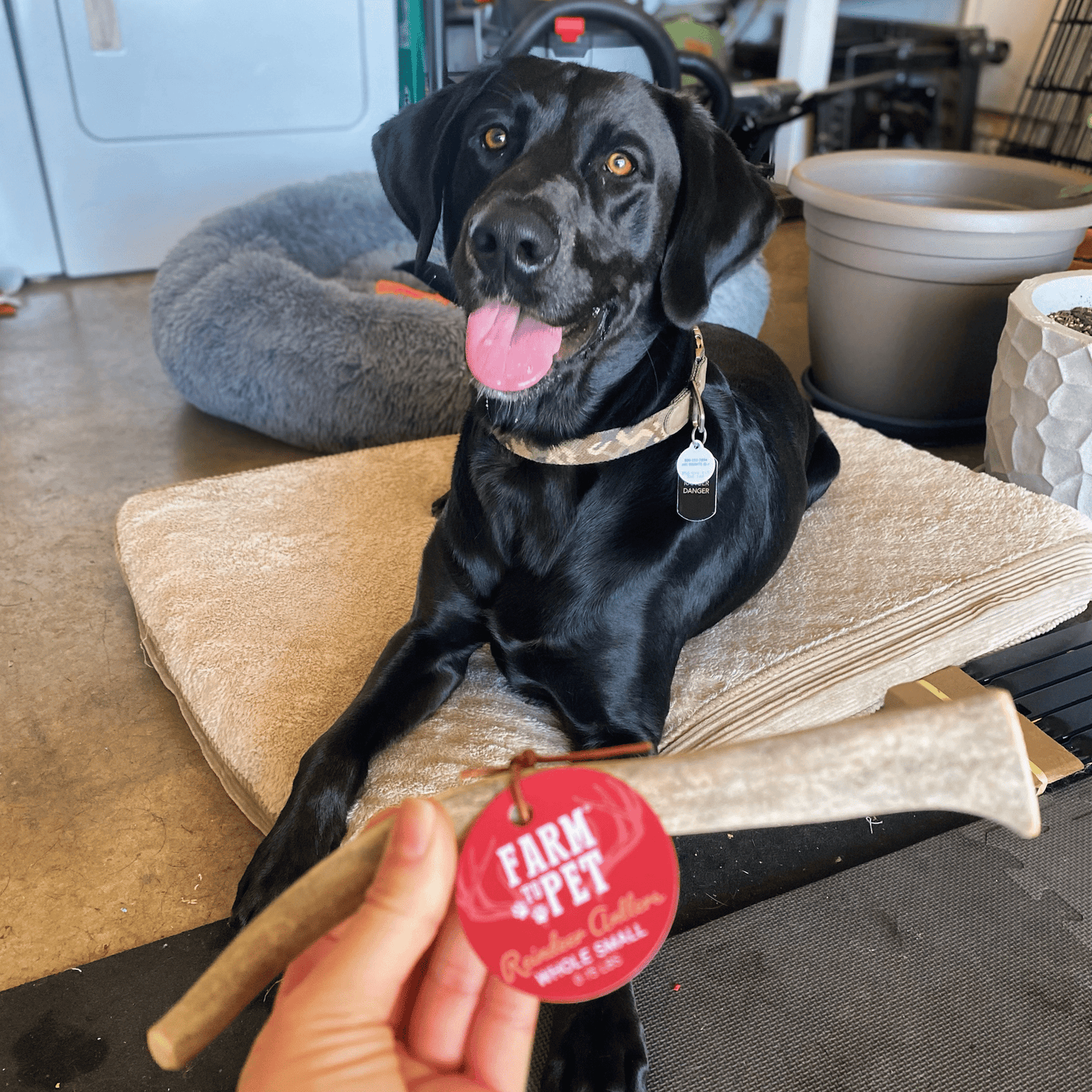 Farm To Pet Reindeer Antler Dog Chews – Organic Dog Chew Non Splintering Dog Bone Reindeer Antler Whole Small dog
