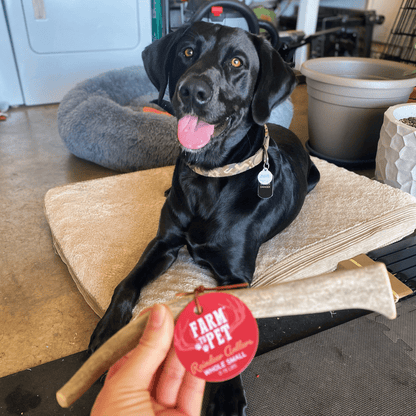 Farm To Pet Reindeer Antler Dog Chews – Organic Dog Chew Non Splintering Dog Bone Reindeer Antler Whole Small dog