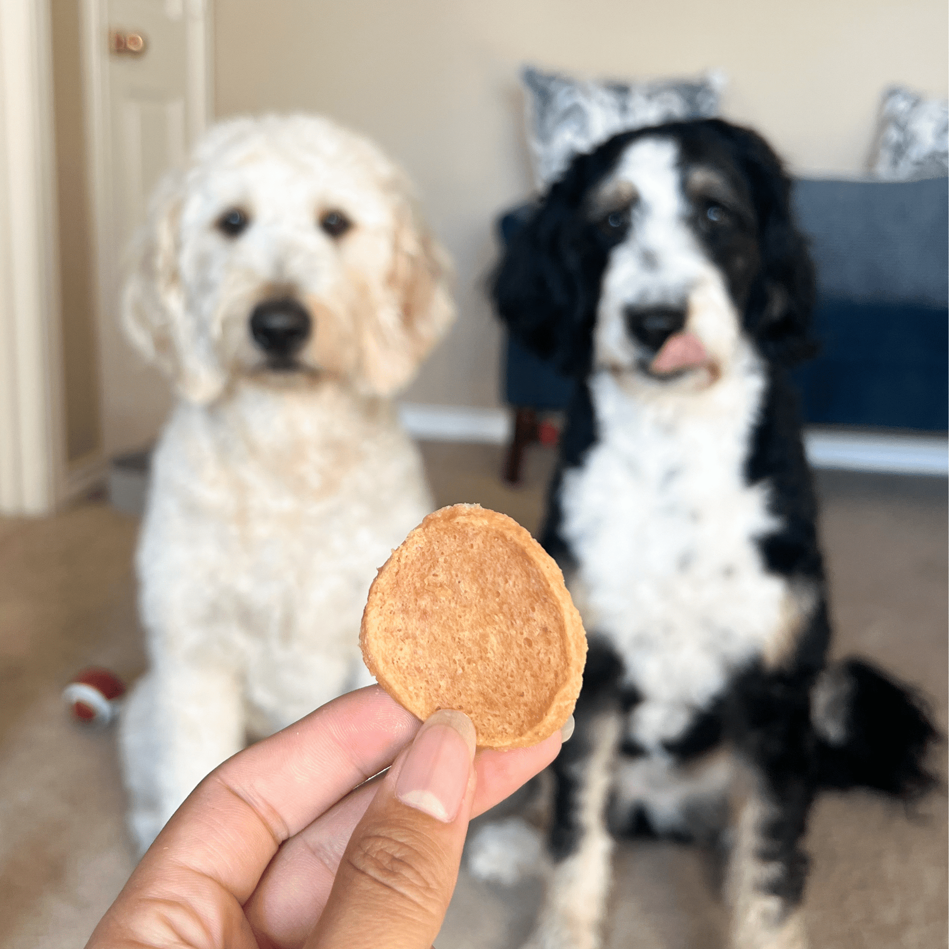 Farm To Pet Chicken Chips – Premium Dog Treats 12oz Chicken Chips 2 dogs