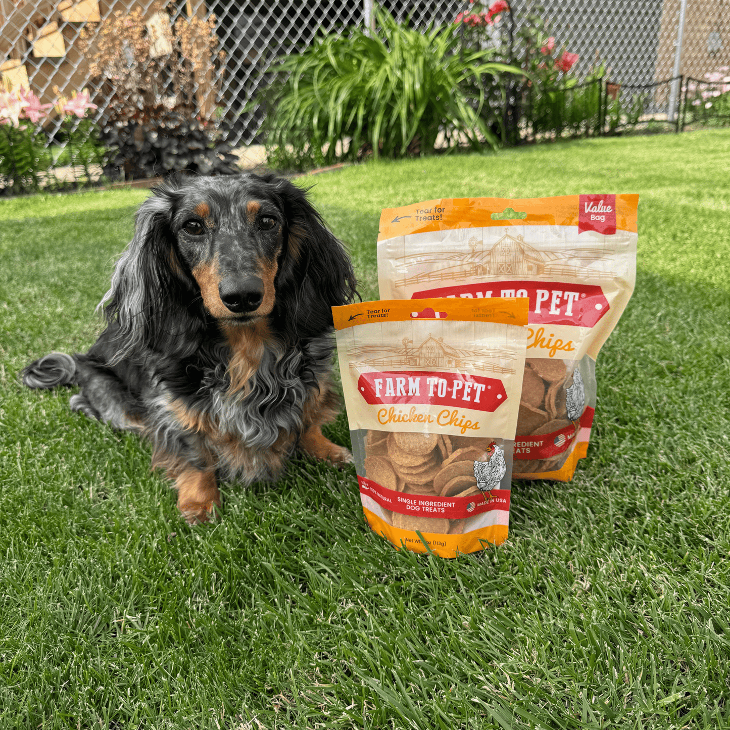 Farm To Pet Chicken Chips – Premium Dog Treats 4oz and 12oz Chicken Chips Dog sitting