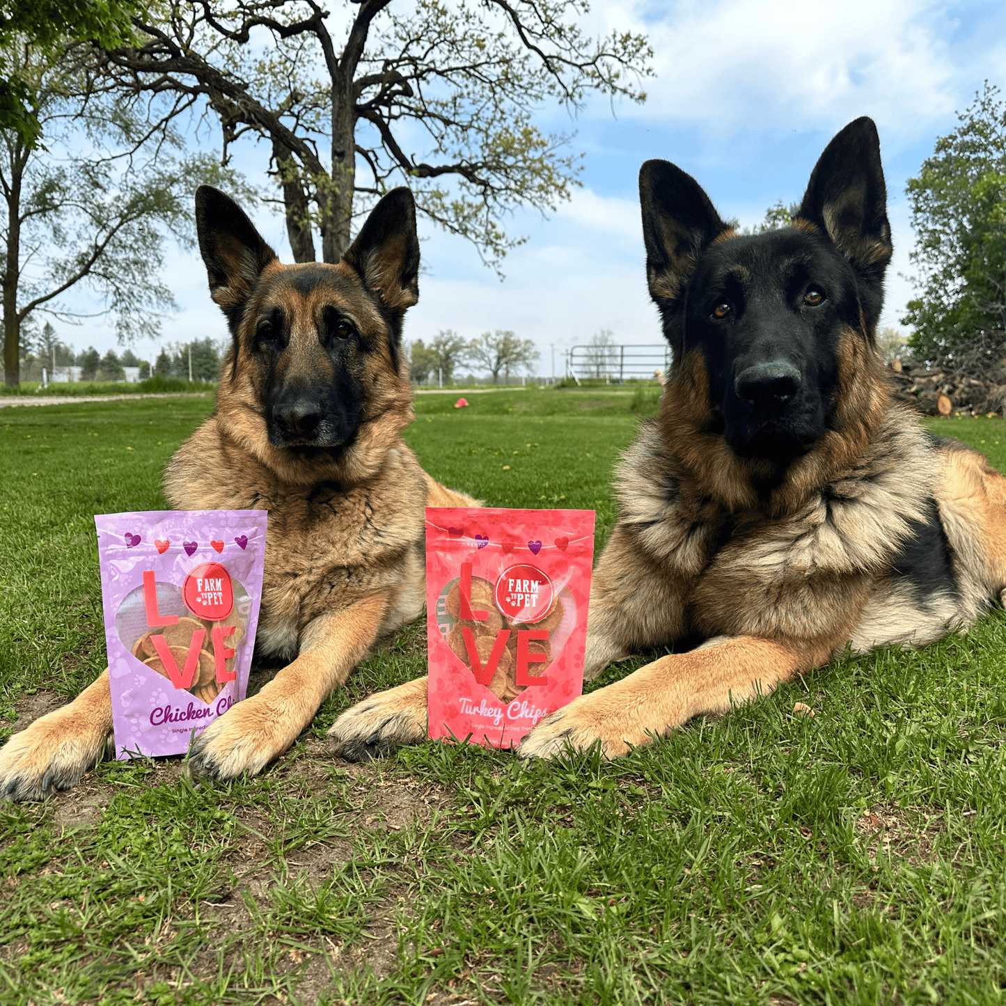 Puppy Love Dog Treat Duo – Puppy Love Healthy Dog Snacks Valentines Chicken and Turkey Combo Chips two dogs