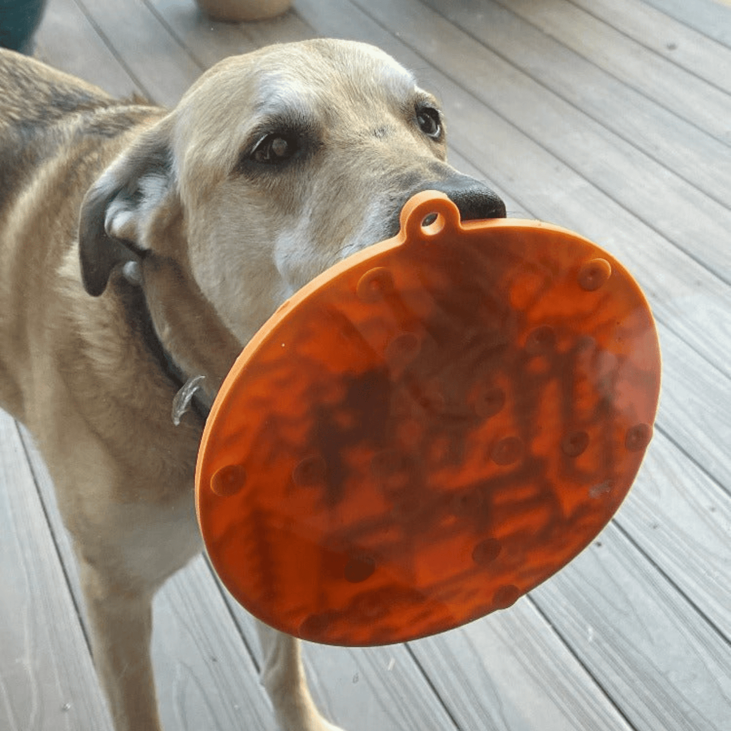 SodaPup Lick Mats with Suction Cups – Round Dog Lick Mat with Suction Cups Orange Camp Suction View