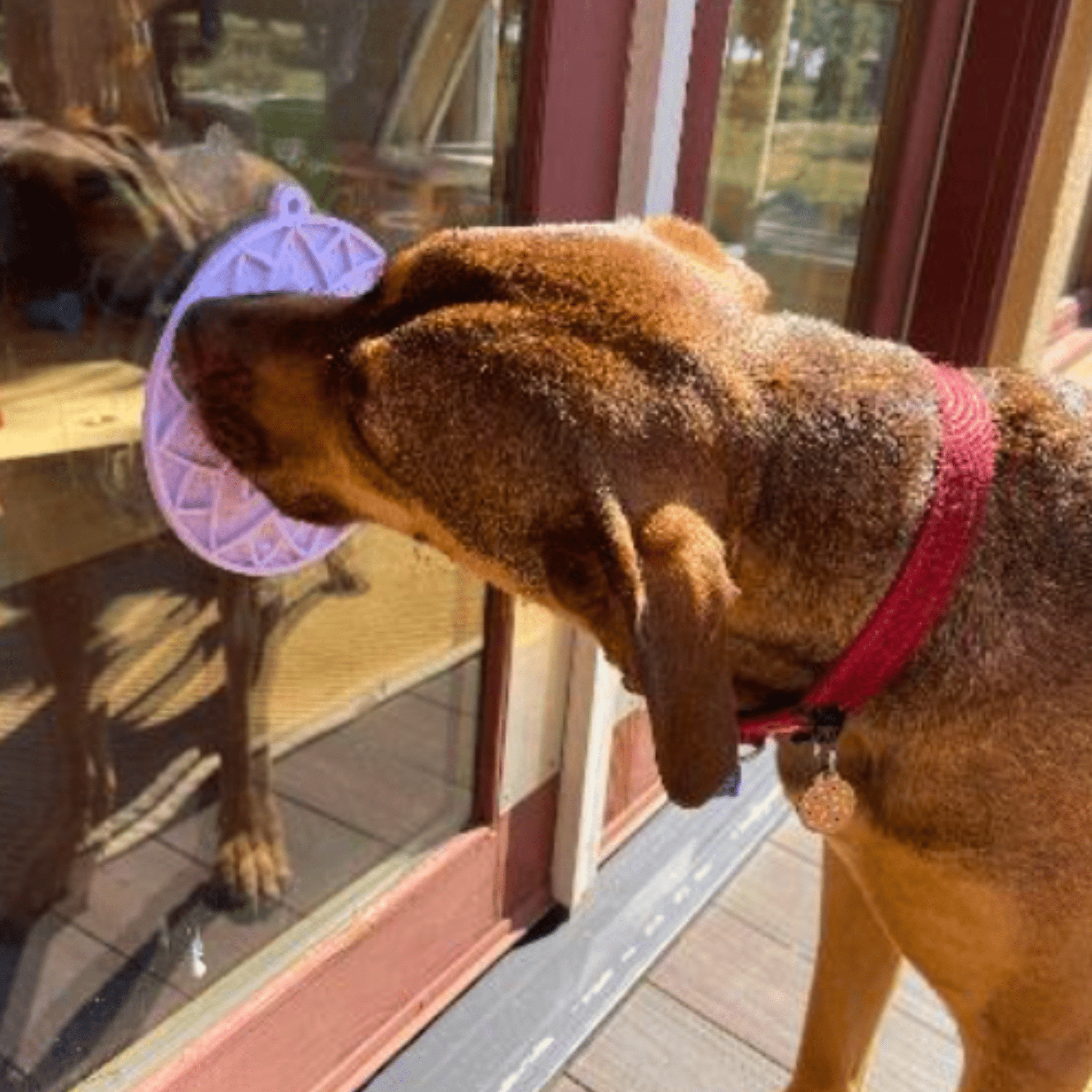 Dog looking through a glass door at another dog wearing a purple cone.