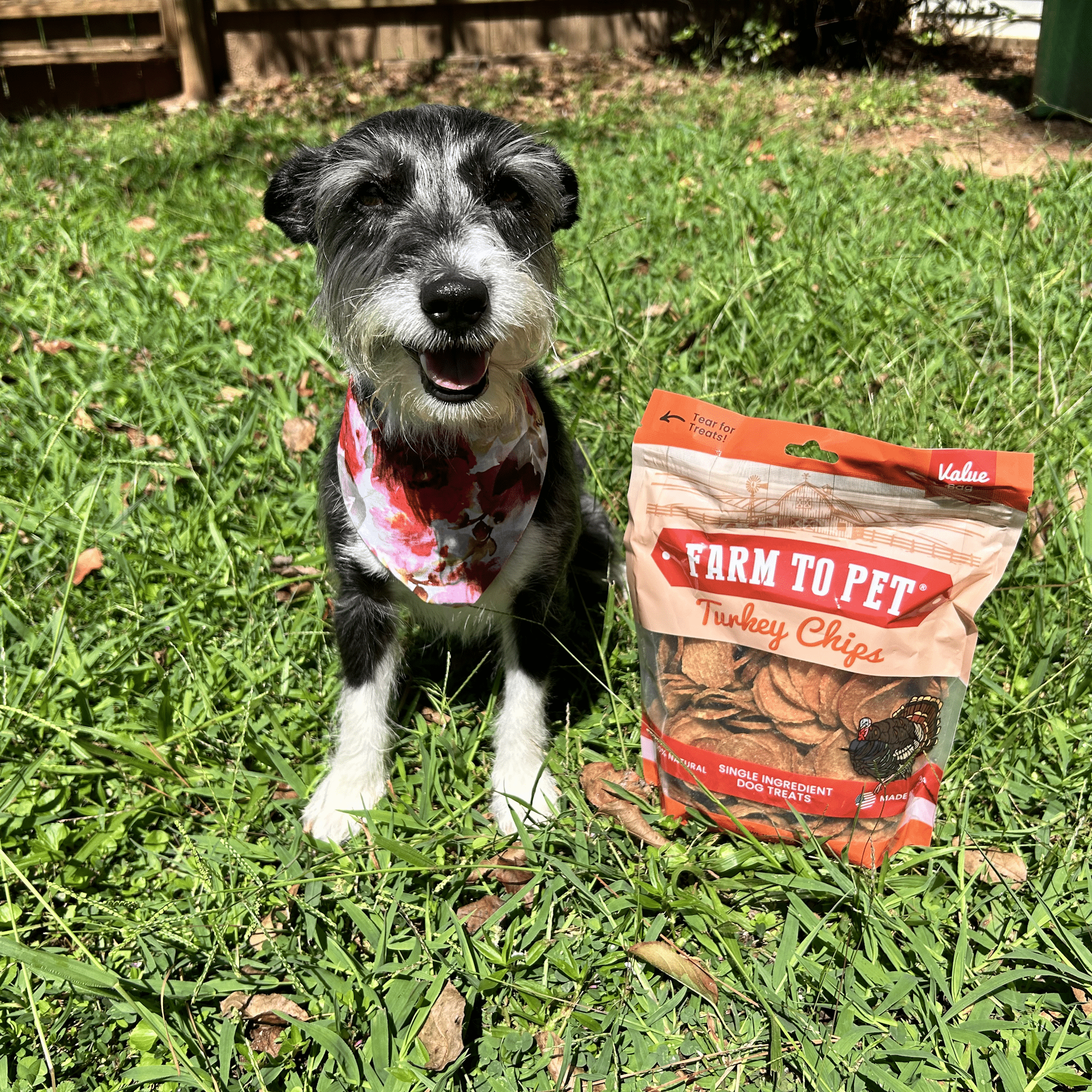 Dog sitting on grass with a bag of 'Farm to Pet Turkey Chips' in front