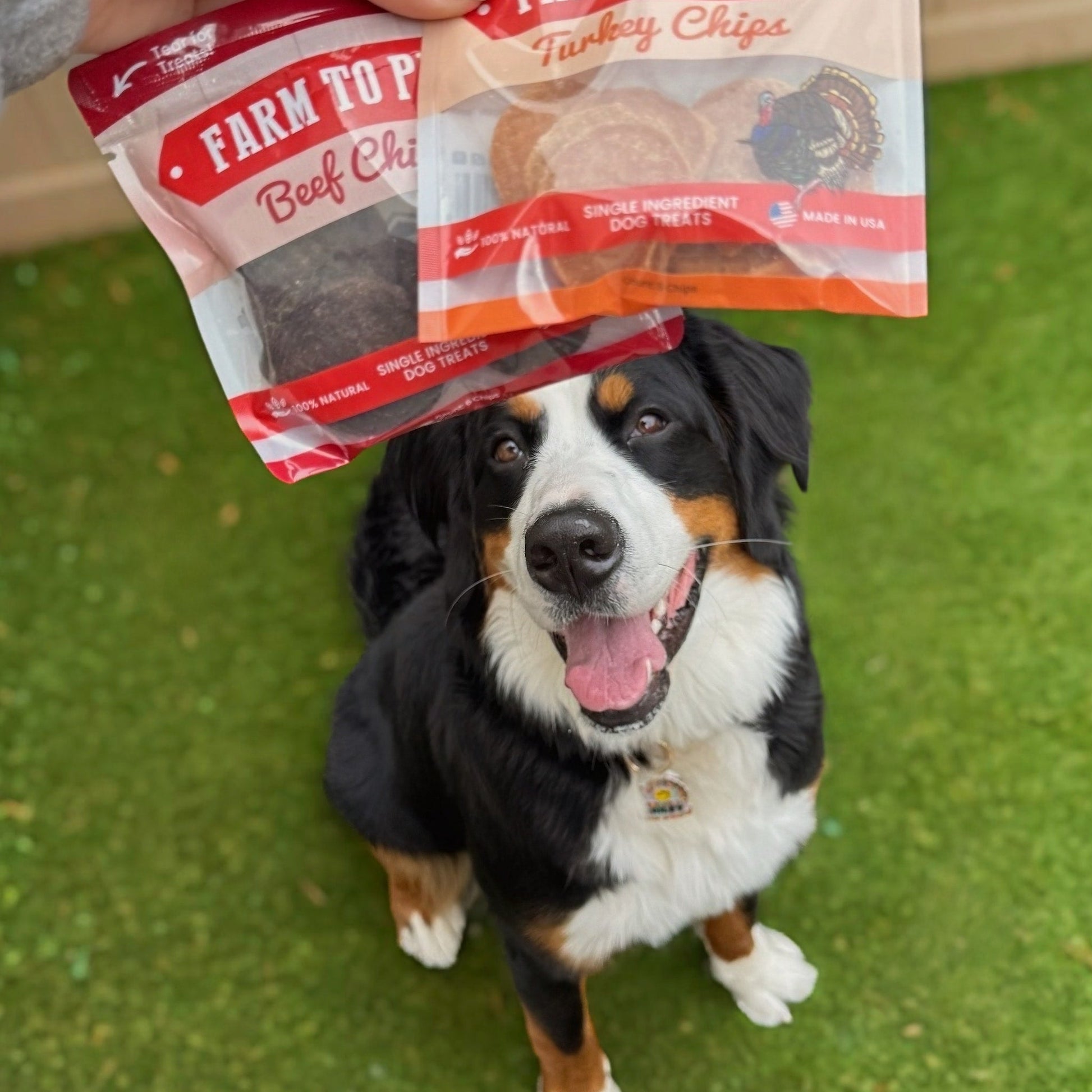 Dog with a package of Farm to Pet dog treats on its head against a grassy background