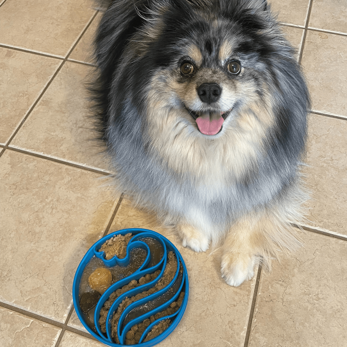 SodaPup Slow Feeder Dog Bowls – Slow Feeder Dog Bowl Blue Wave dog bowl 3