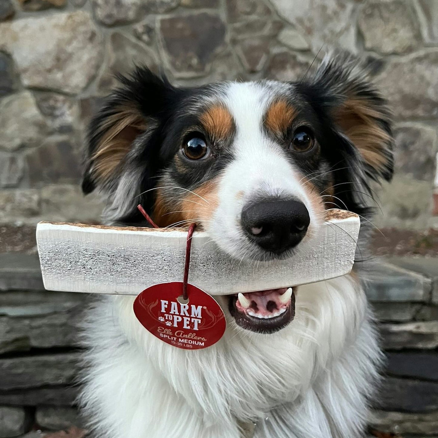 Dog holding a wooden chew toy with a 'Farm to Pet' tag in front of a stone wall.
