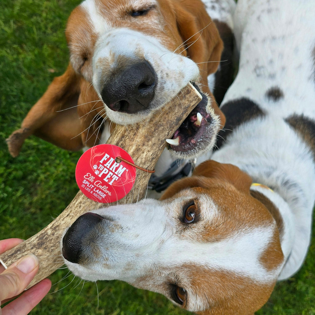 Two dogs playing with a chew stick on a grassy field, with a 'Farm Fresh' tag visible.