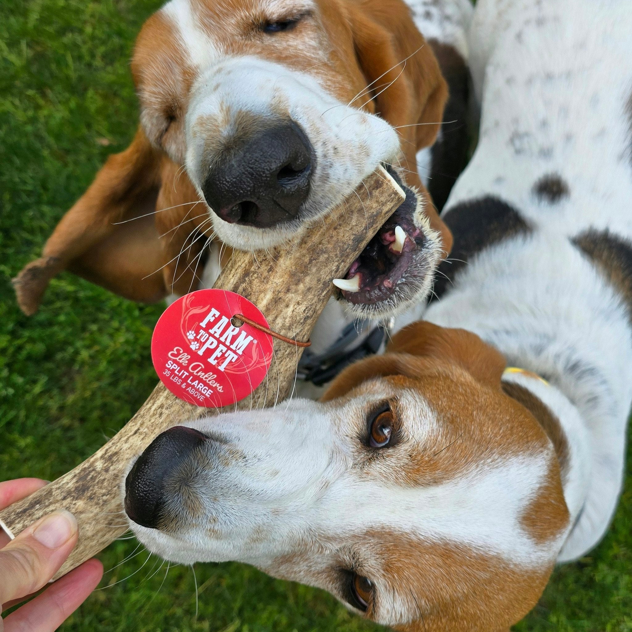 Two dogs playing with a chew stick on a grassy field, with a 'Farm Fresh' tag visible.