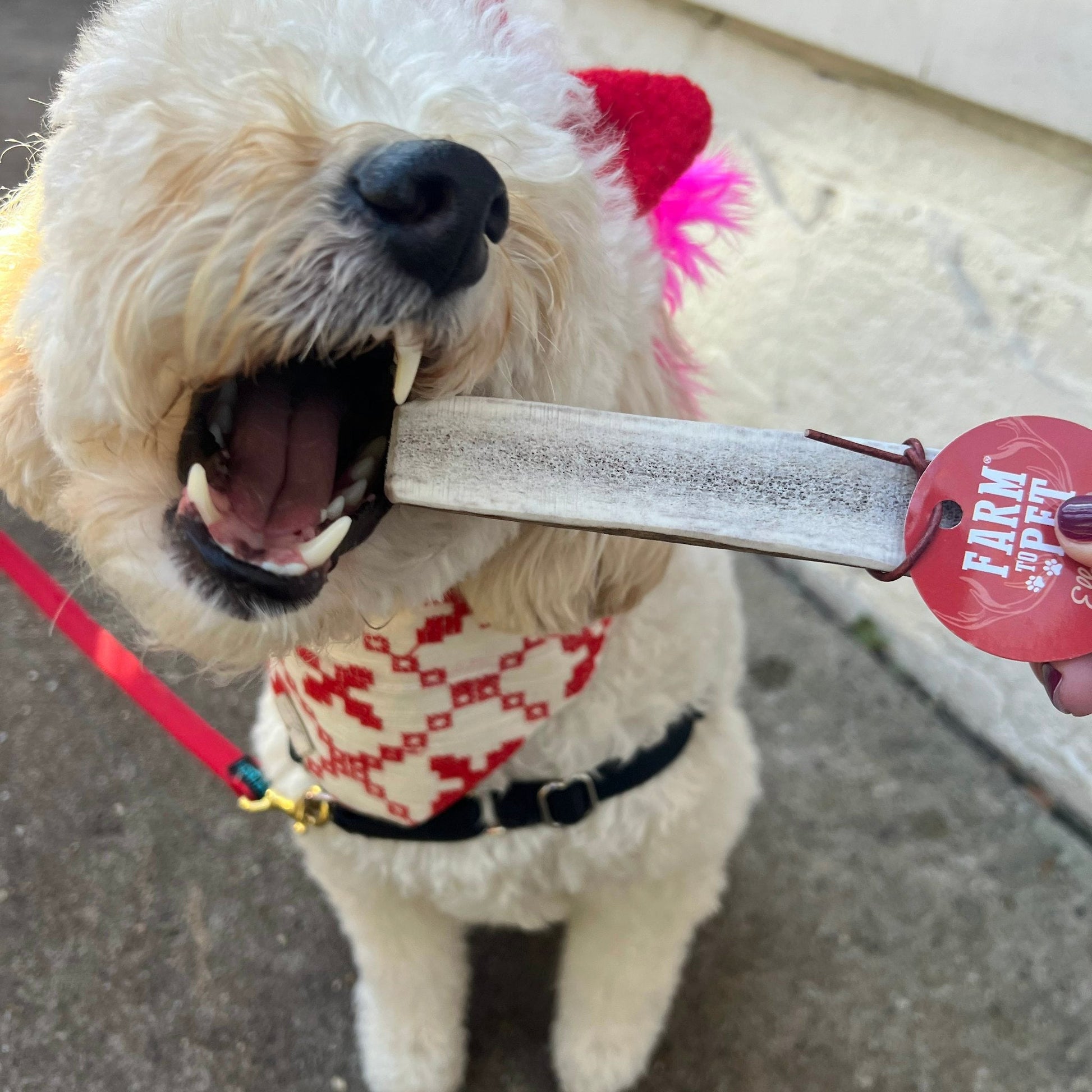 Dog wearing a sweater with a red tag, standing on a sidewalk.