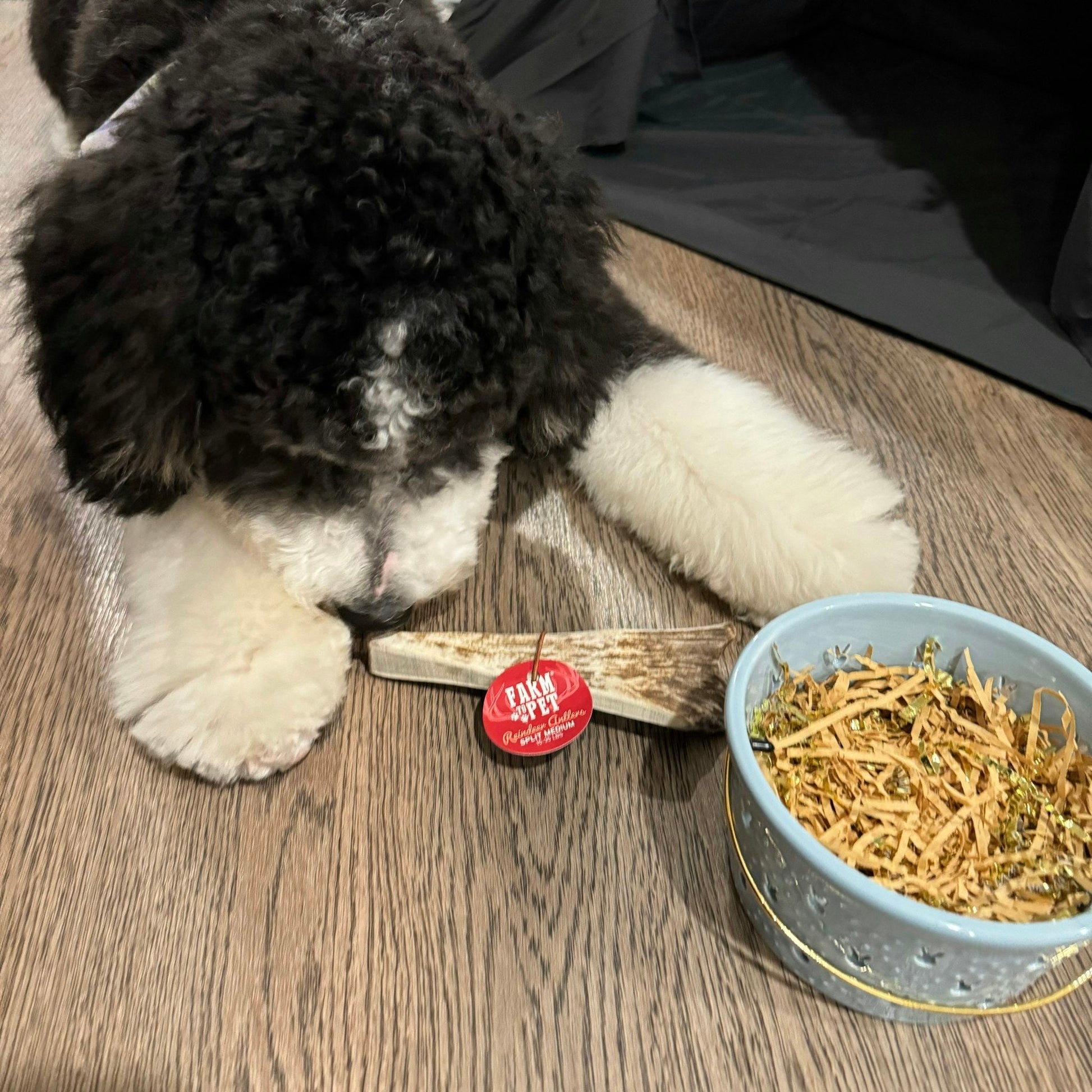 Dog chewing on a bone next to a bowl of treats on a wooden floor