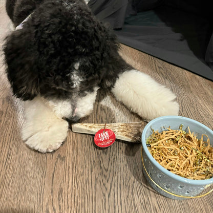 Dog chewing on a bone next to a bowl of treats on a wooden floor