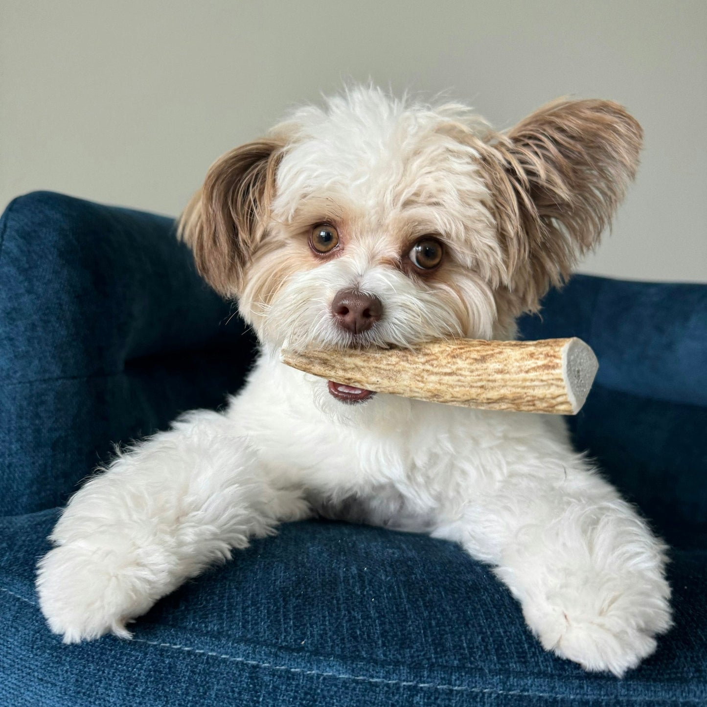 Farm To Pet Elk Antler Dog Chews – Split Small Elk Antler Organic Dog Chews 3