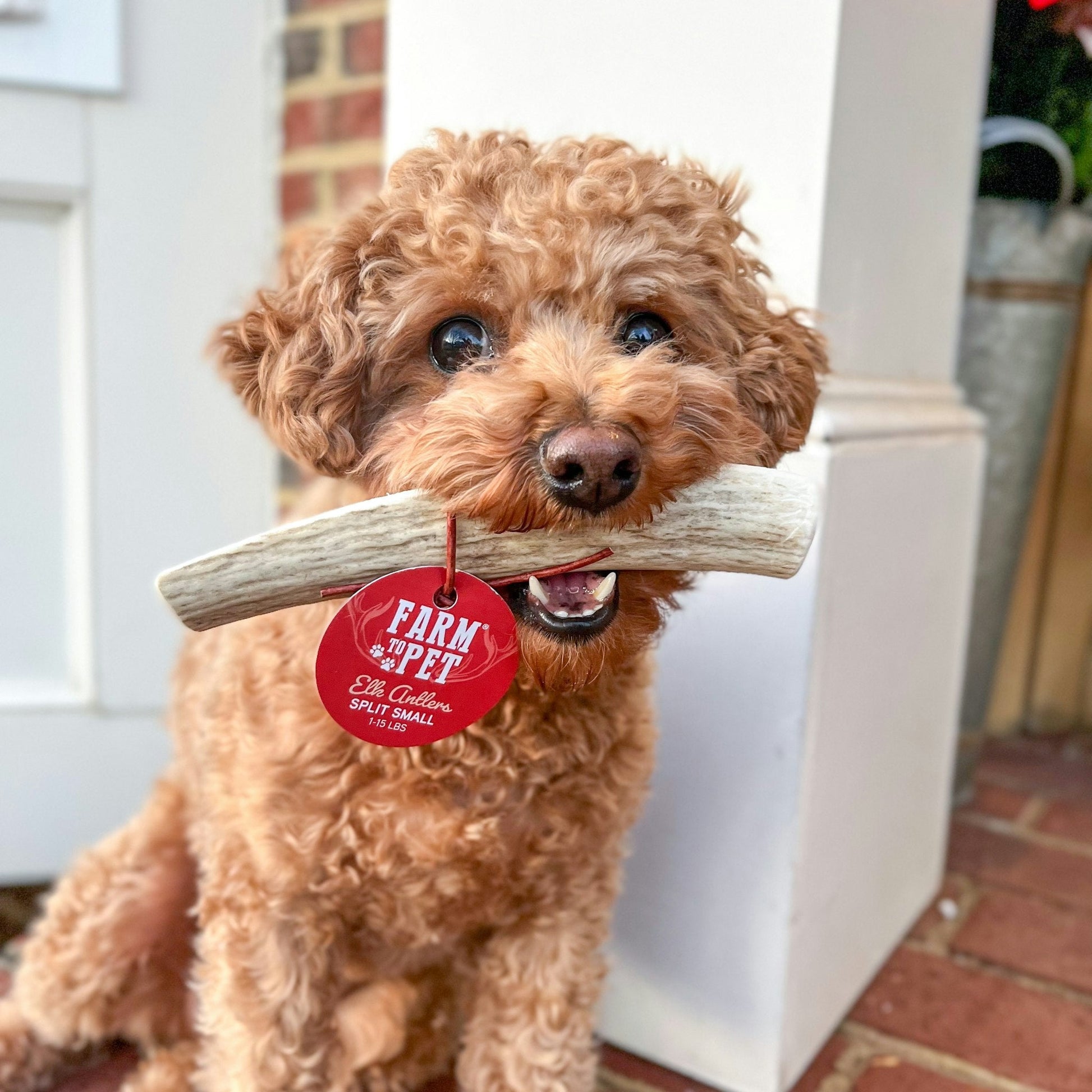 Farm To Pet Elk Antler Dog Chews – Split Small Elk Antler Organic Dog Chews 4