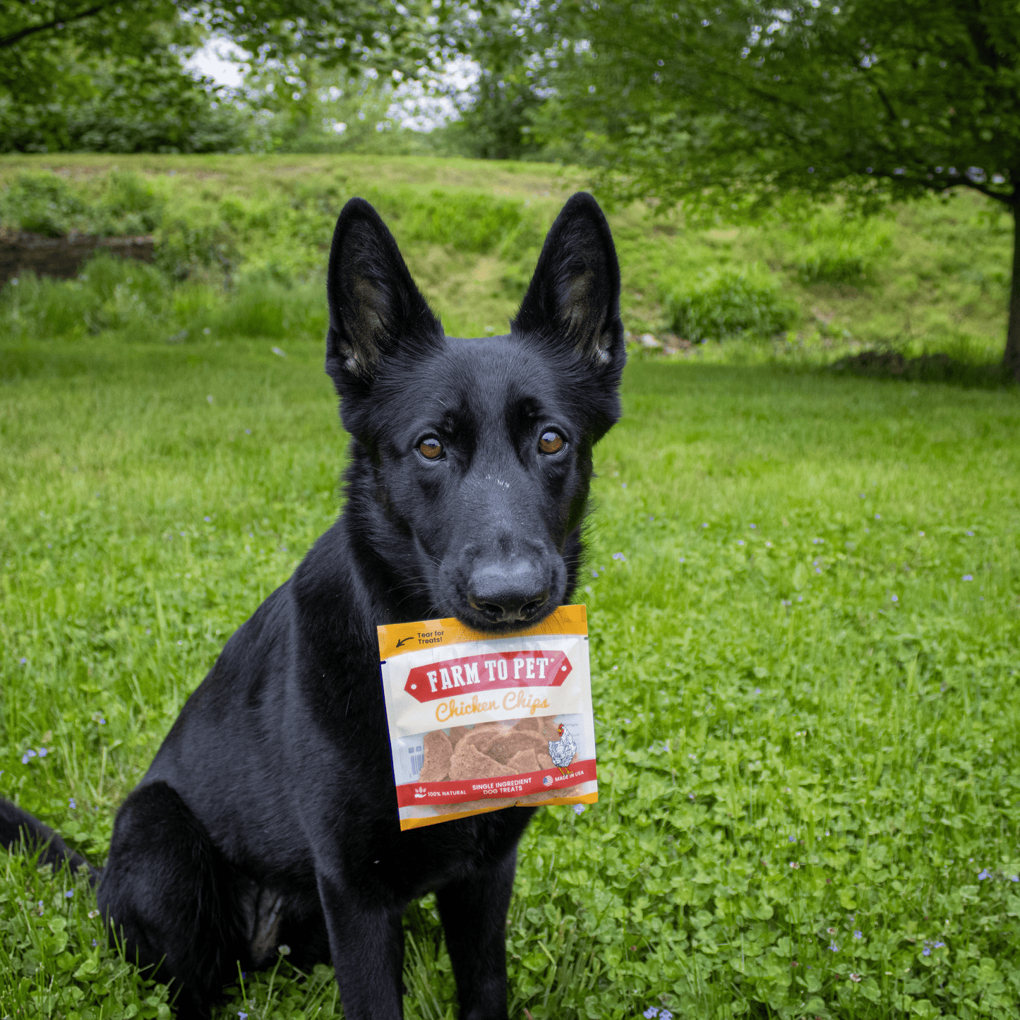 Chicken Chips Snack Packs – Treats Chicken Chips snack pack training treats black dog d88d 4ef1 9653 2bb4cd9b1b94