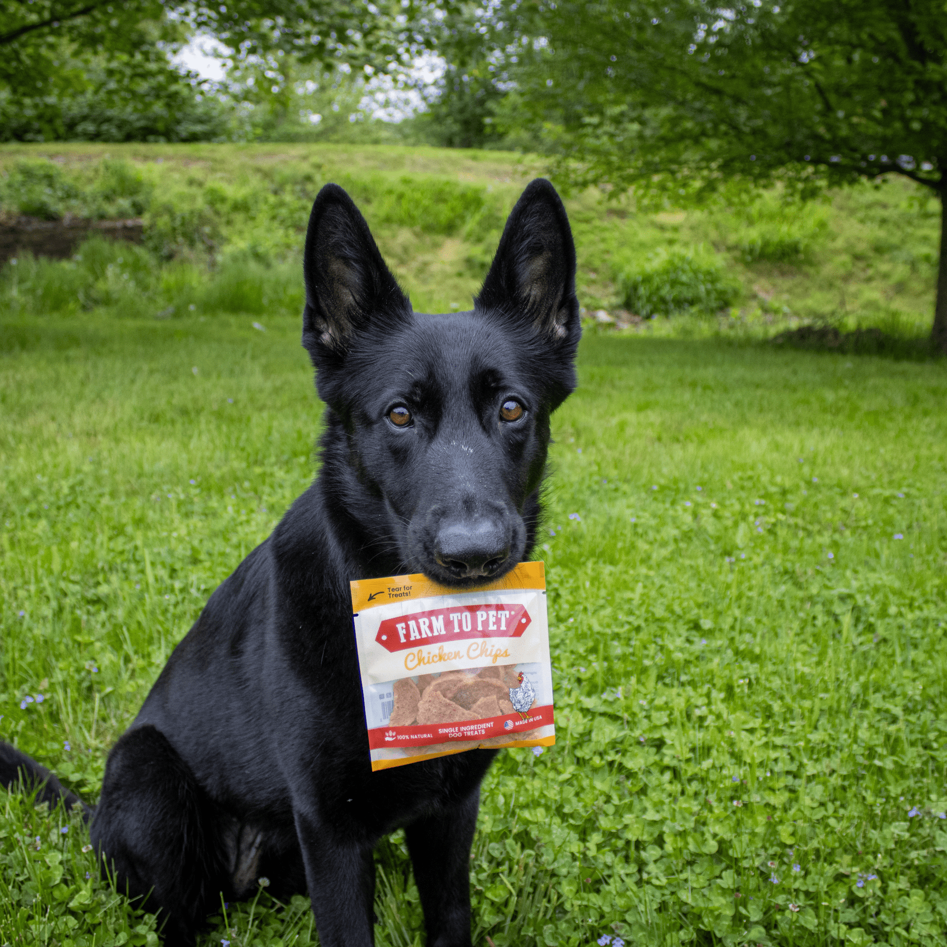 Black dog holding a 'Farm to Pet' product in its mouth outdoors on grass