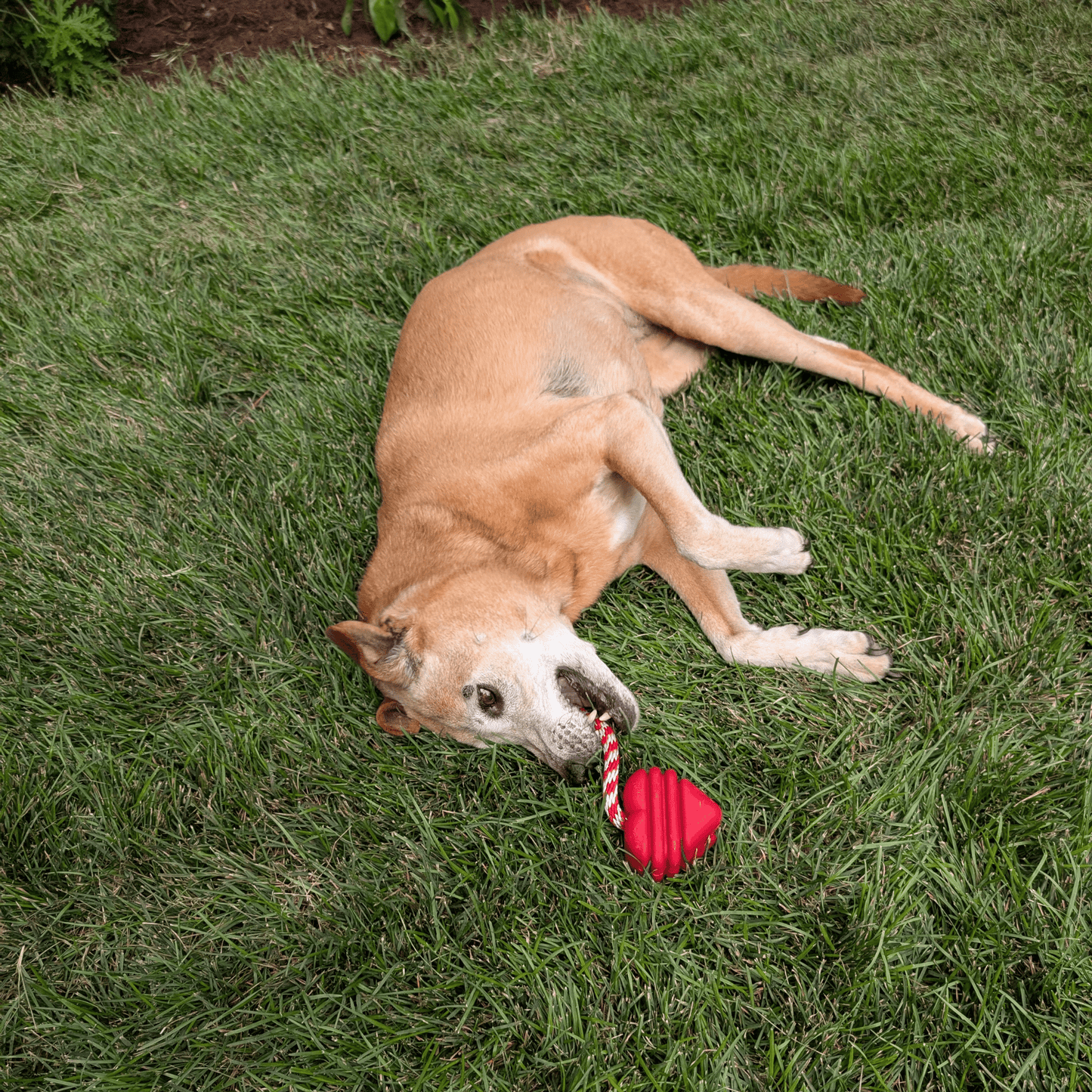 SodaPup Dog Tug Toys – Tug Toy Heart on a String Dog Chewing