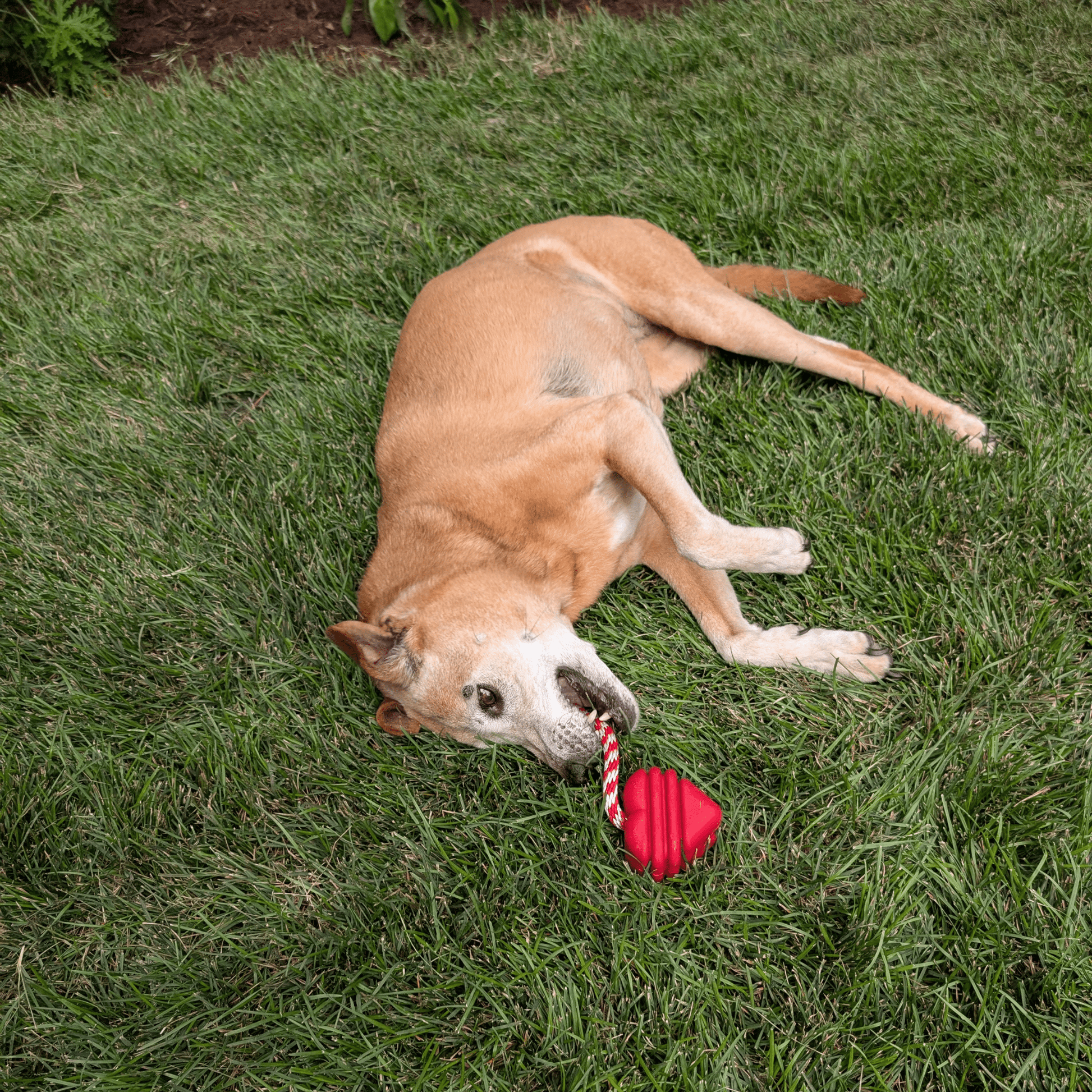 SodaPup Dog Tug Toys – Tug Toy Heart on a String Dog Chewing