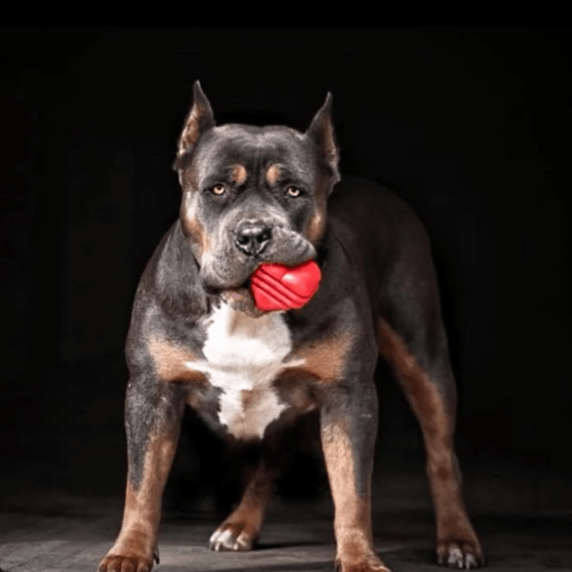 SodaPup Dog Tug Toys – Tug Toy Heart on a String Dog Chewing 2
