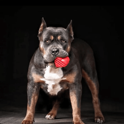 SodaPup Dog Tug Toys – Tug Toy Heart on a String Dog Chewing 2