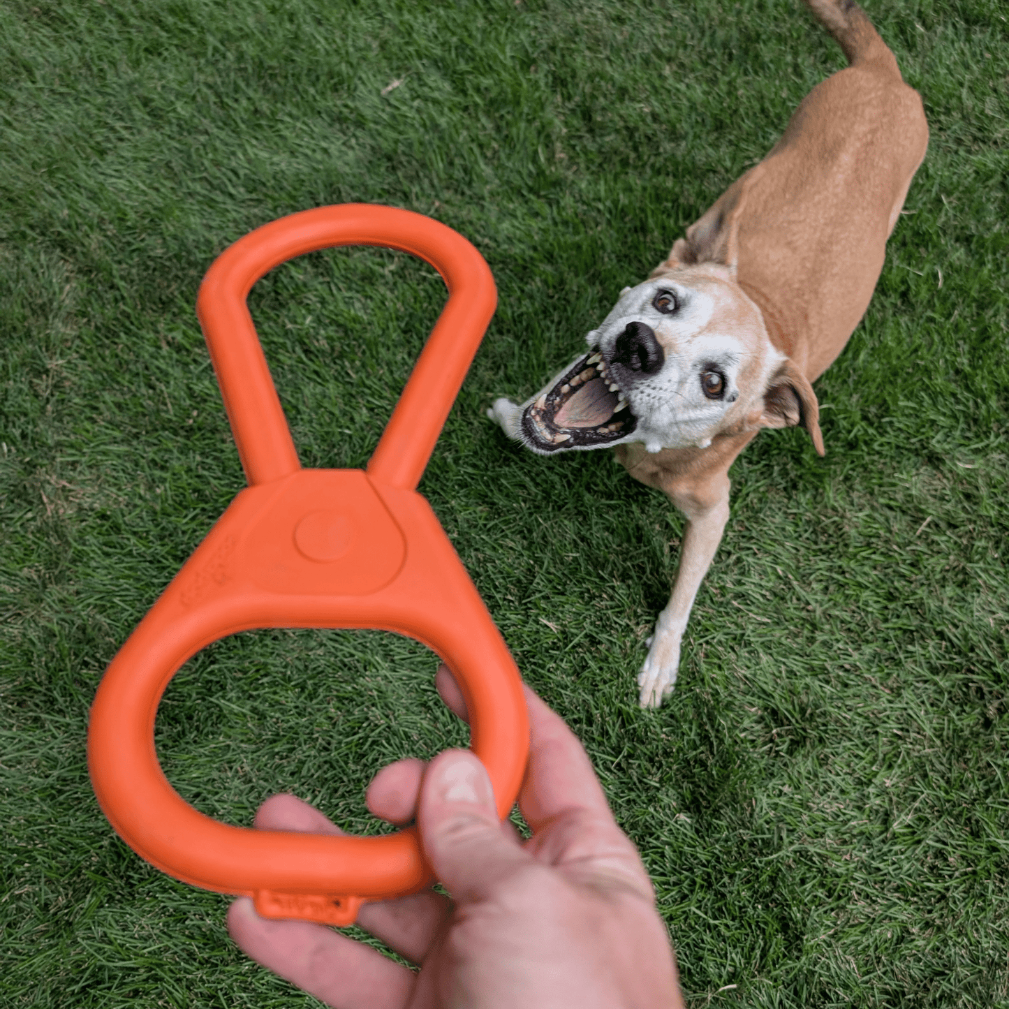 SodaPup Dog Tug Toys – Tug Toy Orange Pop Top Tug Dog Playing