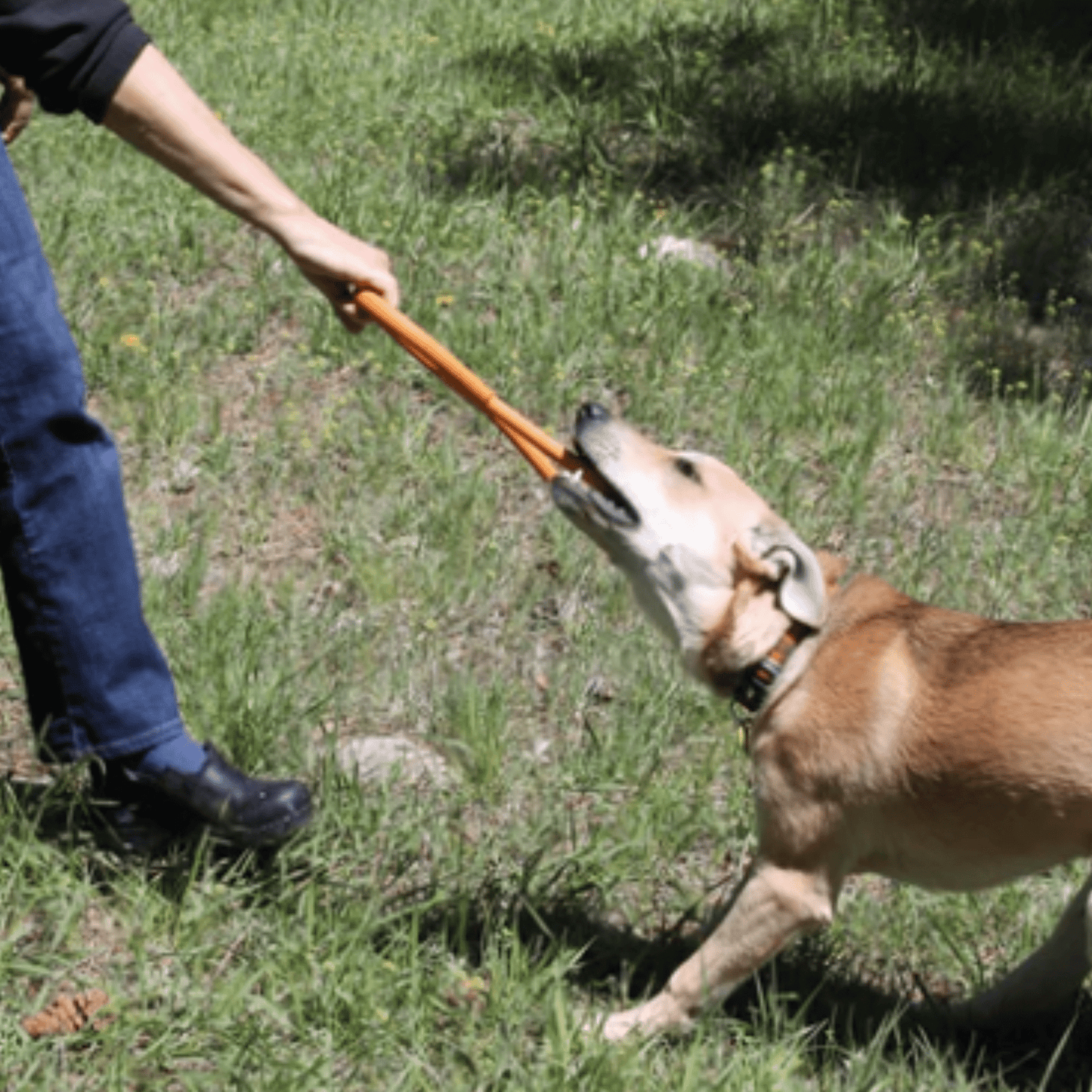 SodaPup Dog Tug Toys – Tug Toy Orange Pop Top Tug Dog Playing 2