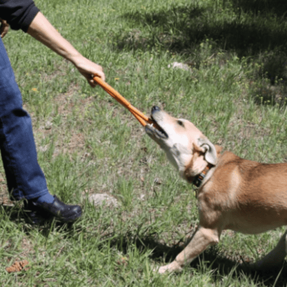 SodaPup Dog Tug Toys – Tug Toy Orange Pop Top Tug Dog Playing 2