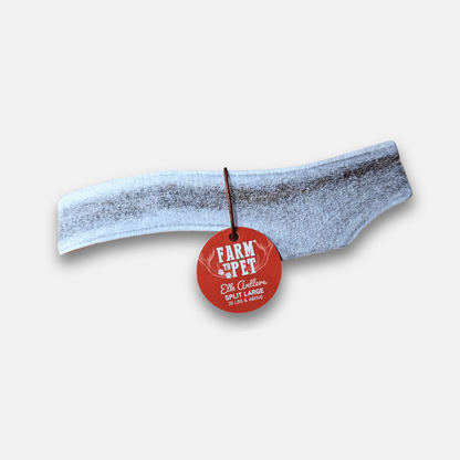 Gray dog collar with a red tag on a white background
